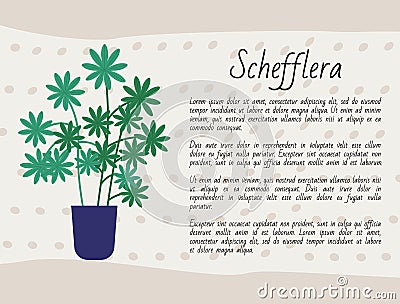 Schefflera Plant, Houseplant Poster with Text Vector Illustration