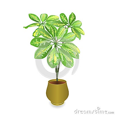 Schefflera plant in pot Schefflera arboricola, dwarf umbrella treeon white background for interior design vintage vector illustr Vector Illustration