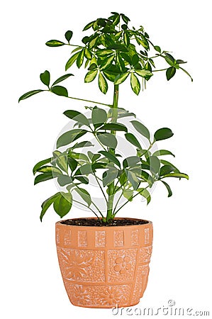 Schefflera in pot Stock Photo