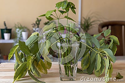 Schefflera propagation from cuttings in water Stock Photo