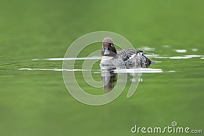 Common goldeneye Stock Photo