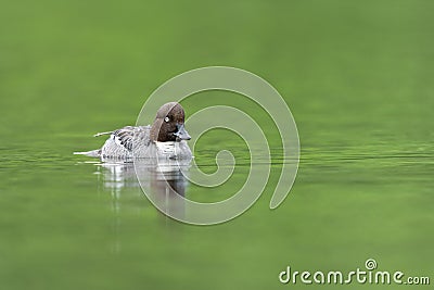 Common goldeneye Stock Photo