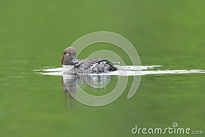 Common goldeneye Stock Photo