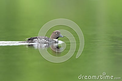 Common goldeneye Stock Photo