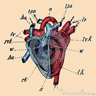 A schematic cutaway of the human heart. Stock Photo
