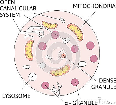 Schematic diagram of platelet. contains -granules, dense granules, and lysosomes, mitochondria Cartoon Illustration