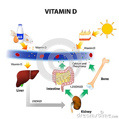 Schematic diagram of vitamin D metabolism Vector Illustration