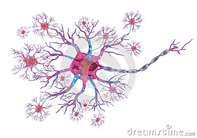 Schematic illustration of the neuron Vector Illustration