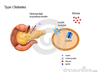 Schematic illustration of the pancreas and stomach in insulin levels and blood glucose. 3d 2d graphic, render Cartoon Illustration