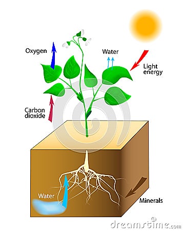 Schematic of photosynthesis in plants Vector Illustration
