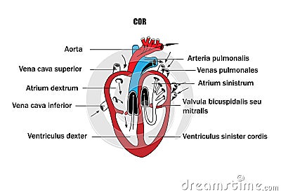 A schematic representation of the internal organs, the anatomy of the heart. Vector Illustration