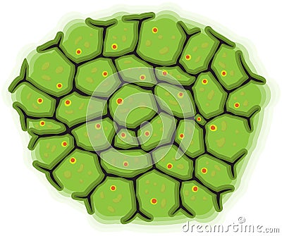 Schematic representation of living cells - vector Vector Illustration