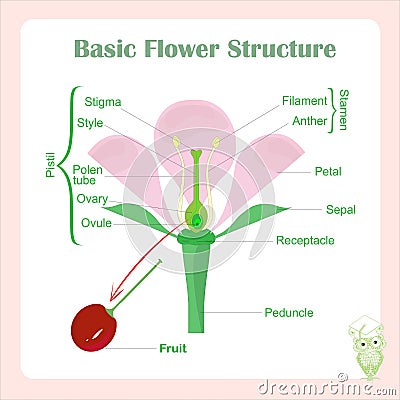 Scheme of basic flower structure. Learning biology Vector Illustration