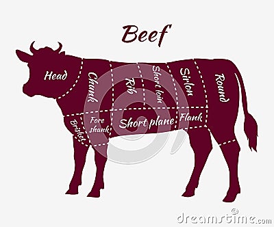 Scheme of Beef Cuts for Steak and Roast Vector Illustration