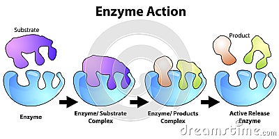 Scheme of enzyme action on a substrate Stock Photo