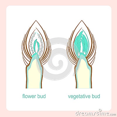 Scheme of longitudinal sections of vegetative and flower buds. Learning biology Vector Illustration