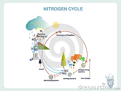 Scheme of the Nitrogen cycle, flat design Vector Illustration