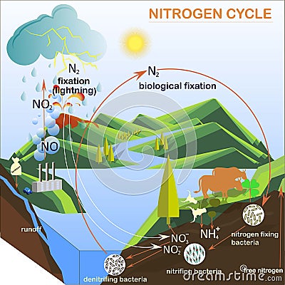 Scheme of the Nitrogen cycle illustration Vector Illustration