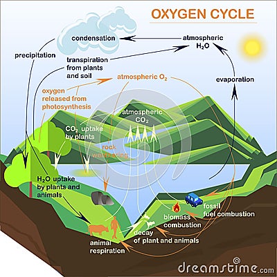 Scheme of the Oxygen cycle, flats design Vector Illustration