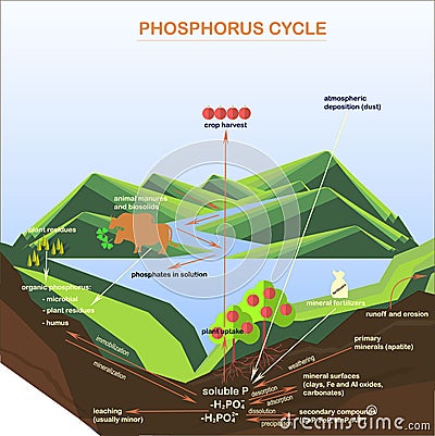 Scheme of the Phosphorus cycle, flats design Vector Illustration