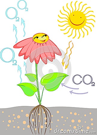 Scheme of photosynthesis in plant Stock Photo