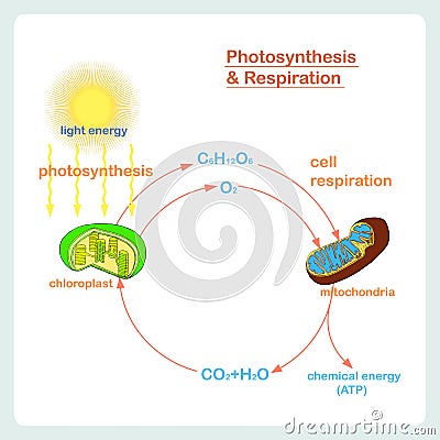 Scheme of Photosynthesis and Respiration, hand drawn biology Vector Illustration