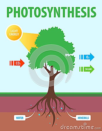 Scheme of photosynthesis of a tree Vector Illustration