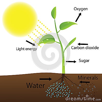 Scheme of photosynthesis Vector Illustration