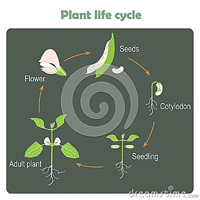 Scheme of plant life cycle. Learning biology Vector Illustration