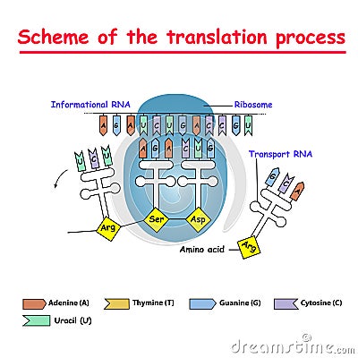 Scheme of the translation process. syntesis of mRNA from DNA in the nucleus. The mRNA decoding ribosome by binding of complementa Stock Photo