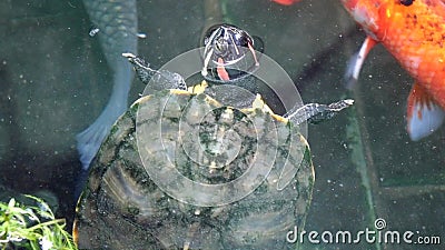 schildkroete schildkroete