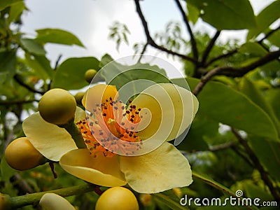 Yellowish petaled Schima sp. of Theaceae Stock Photo