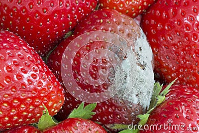 Mold on strawberry Stock Photo