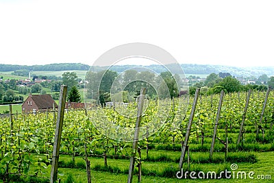 Grape yard on the hill of South Limburg Stock Photo