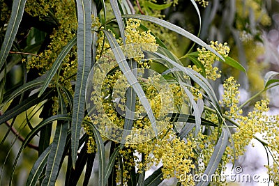 Searsia lancea, Karee tree, African sumac, Willow rhus Stock Photo