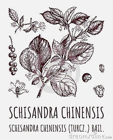 Schisandra chinensisi: schisandra branch with leaves and berries. Magnolia vine berries. Cosmetics and medical plant. Vector hand Cartoon Illustration