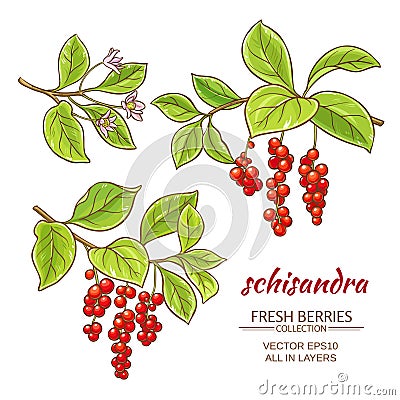 Schisandra vector set Vector Illustration