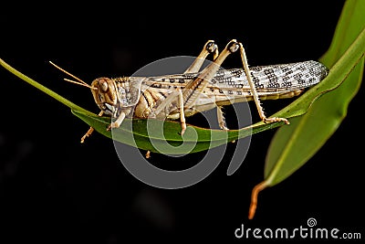 Schistocerca gregaria - the desert locust Stock Photo