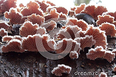 Schizophyllum commune Stock Photo