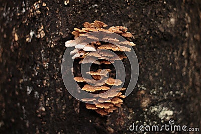 Schizophyllum commune mushroom on tree Stock Photo