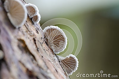 Schizophyllum commune species of gilled fungus Stock Photo