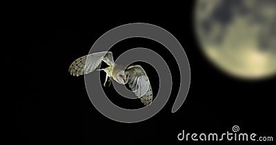 Schleiereule, Tyto alba, Erwachsener im Flug, Normandie, Schleiereule, Tyto alba, Erwachsener im Flug, Normandie,