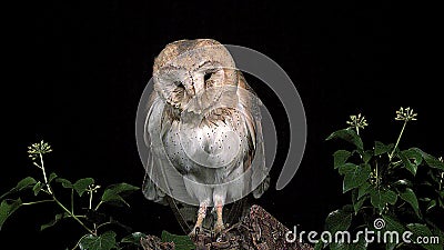 Schleiereule, Tyto alba, Flügel und Hauptrütteln, Normandie, Schleiereule, Tyto alba, Flügel und Hauptrütteln, Normandie,
