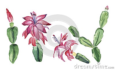 Schlumbergera Stock Photo