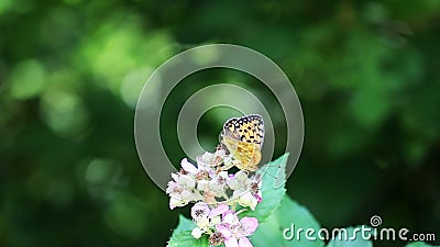 Schmetterlingskampf Schmetterlingskampf