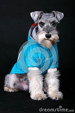 Schnauzer dog Stock Photo