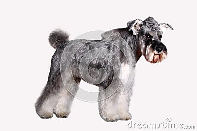 Schnauzer dog Stock Photo