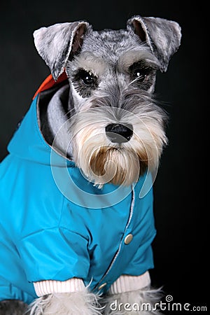 Schnauzer dog Stock Photo