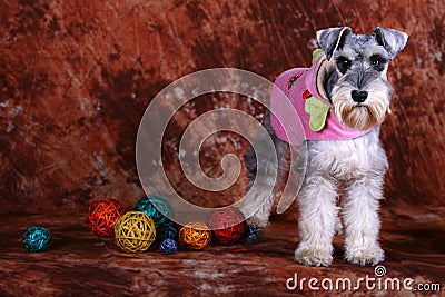 Schnauzer dog Stock Photo