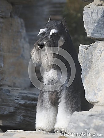 Schnauzer dog Stock Photo